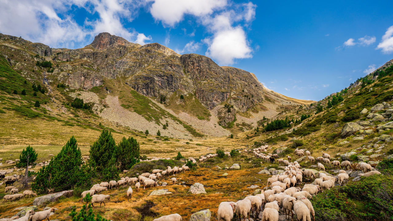 Стадо овец в горах под голубым небом