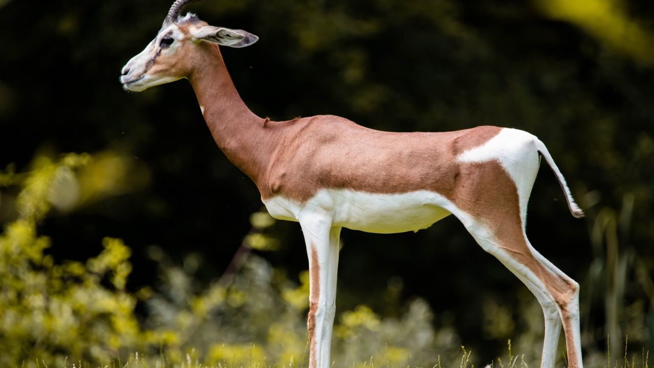 Грациозная газель на зеленой траве