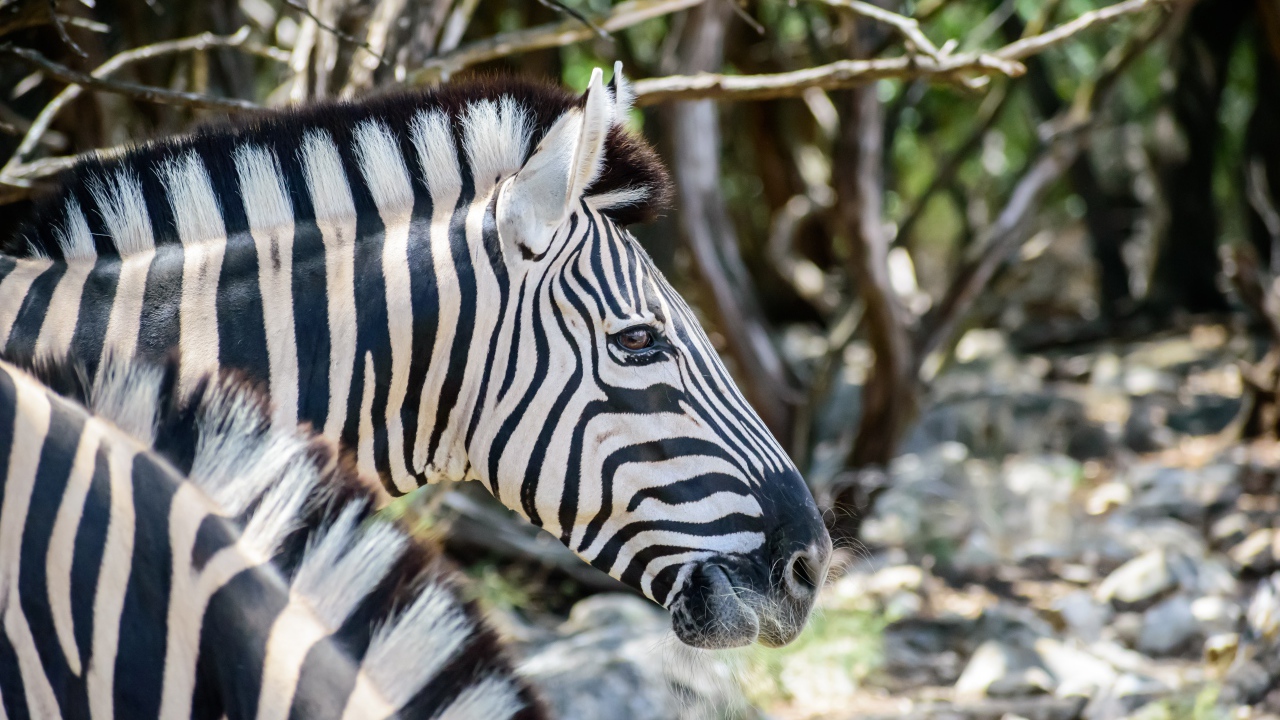 Голова полосатой зебры крупным планом 