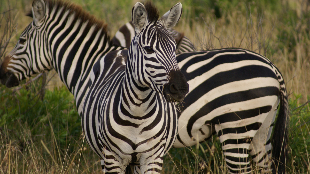 Полосатые зебры на траве 