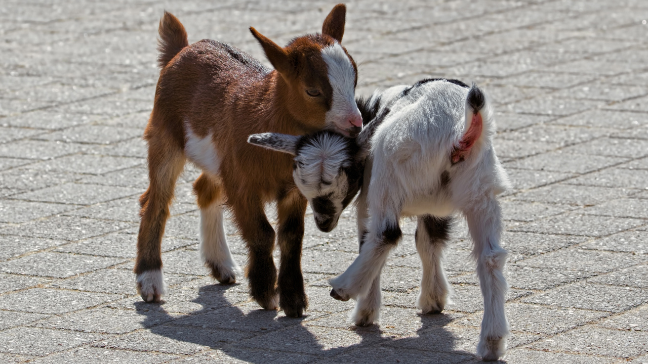 Два маленьких козленка играют