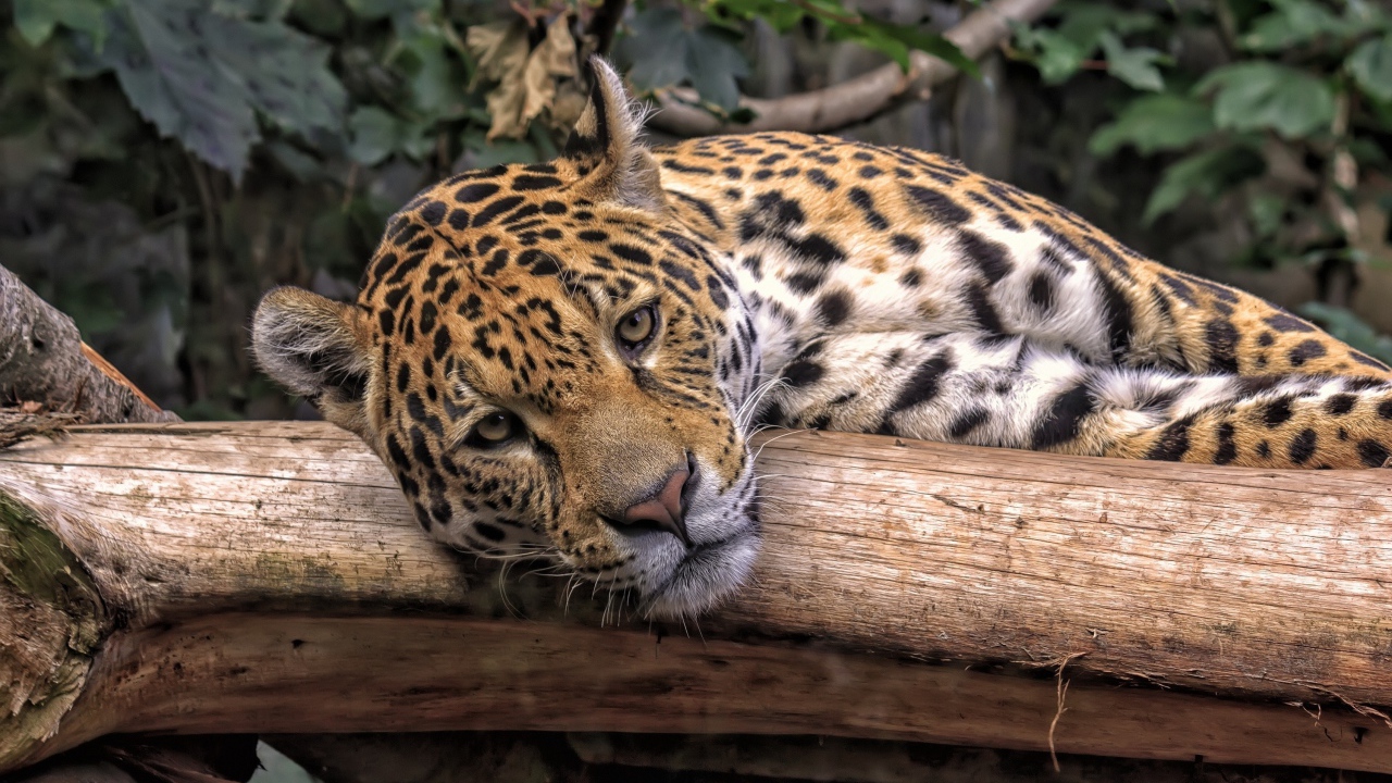 Большой пятнистый ягуар лежит на сухом дереве