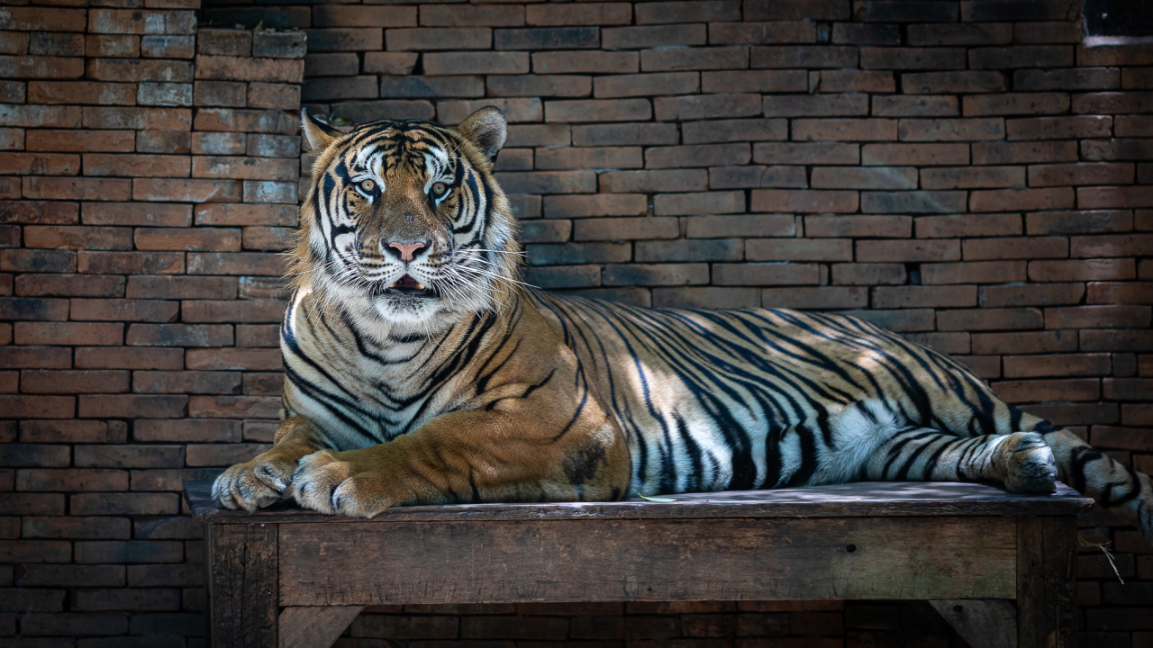 Большой полосатый тигр лежит на деревянном столе в зоопарке 