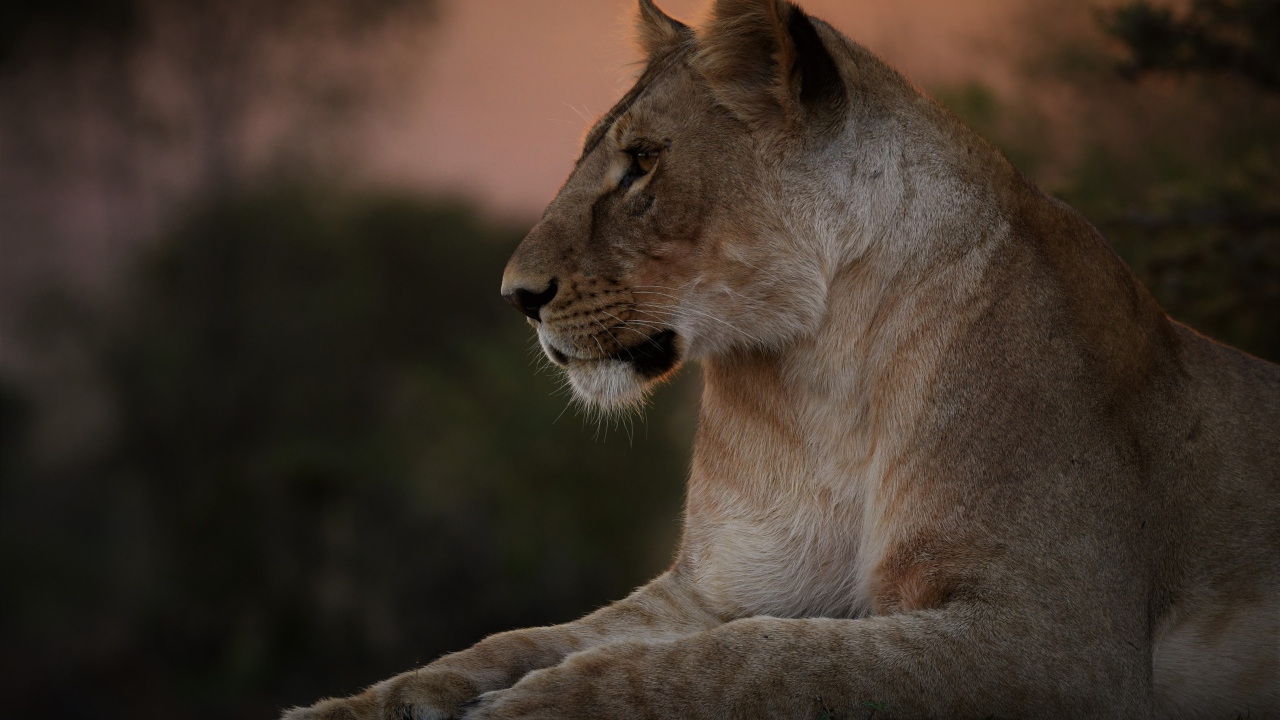 Большая красивая львица лежит на траве на закате 