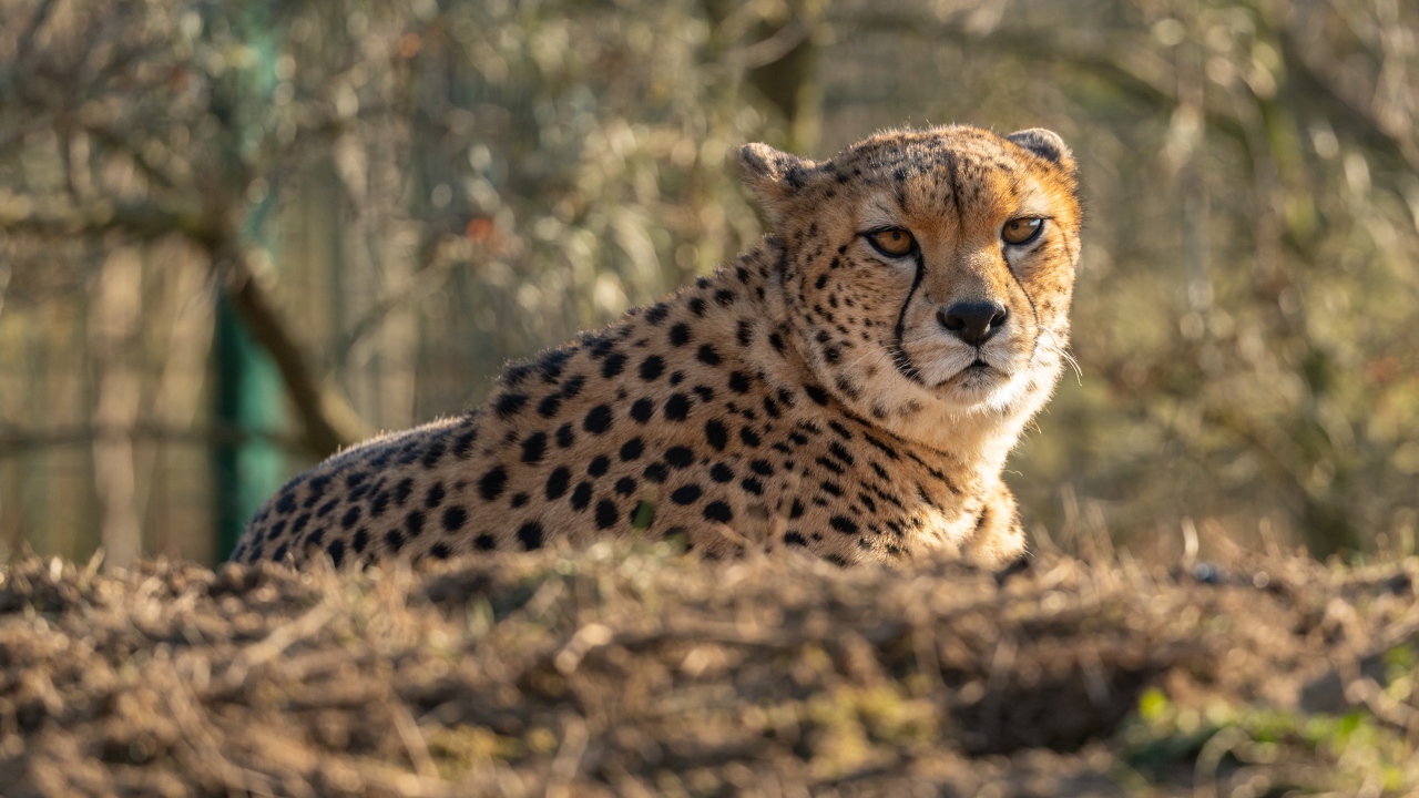 Большой гепард лежит на траве в лучах солнца