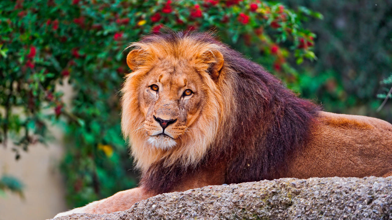 Большой король лев лежит на камне в зоопарке 