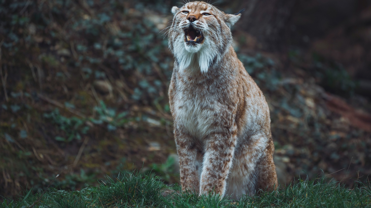 Большая рысь кричит в лесу 