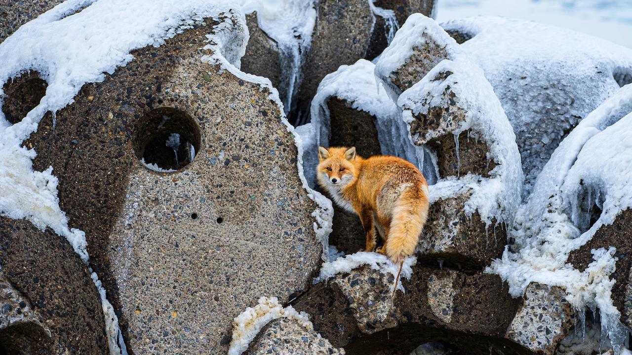 Большая рыжая лиса на камнях зимой