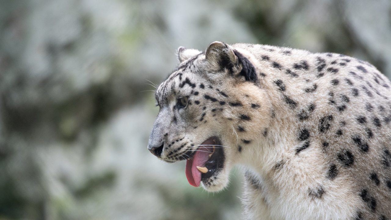 Big snow leopard with sticking out tongue