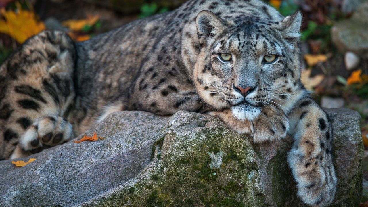 Большой пятнистый барс лежит на камне