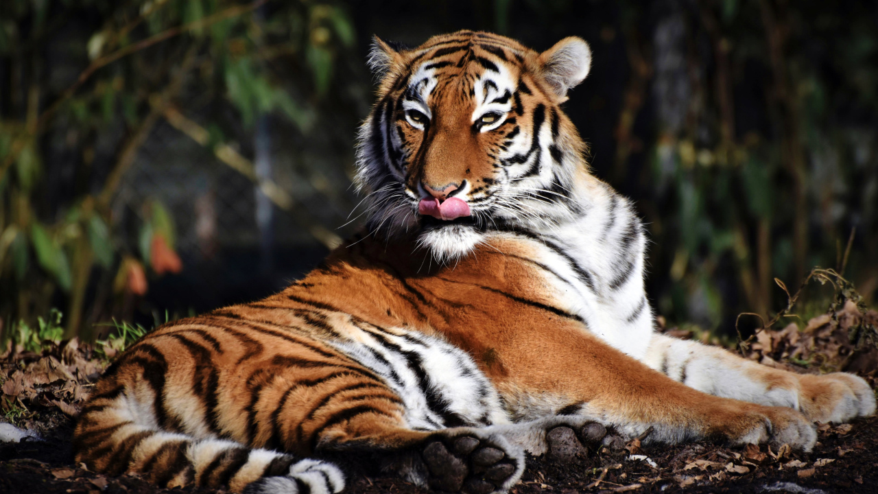 Большой полосатый тигр облизывает морду