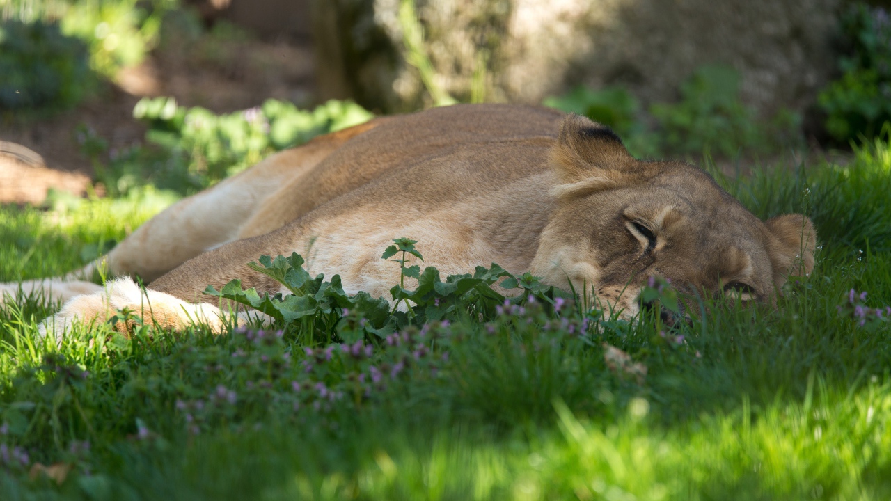 Большая уставшая  львица лежит на зеленой траве