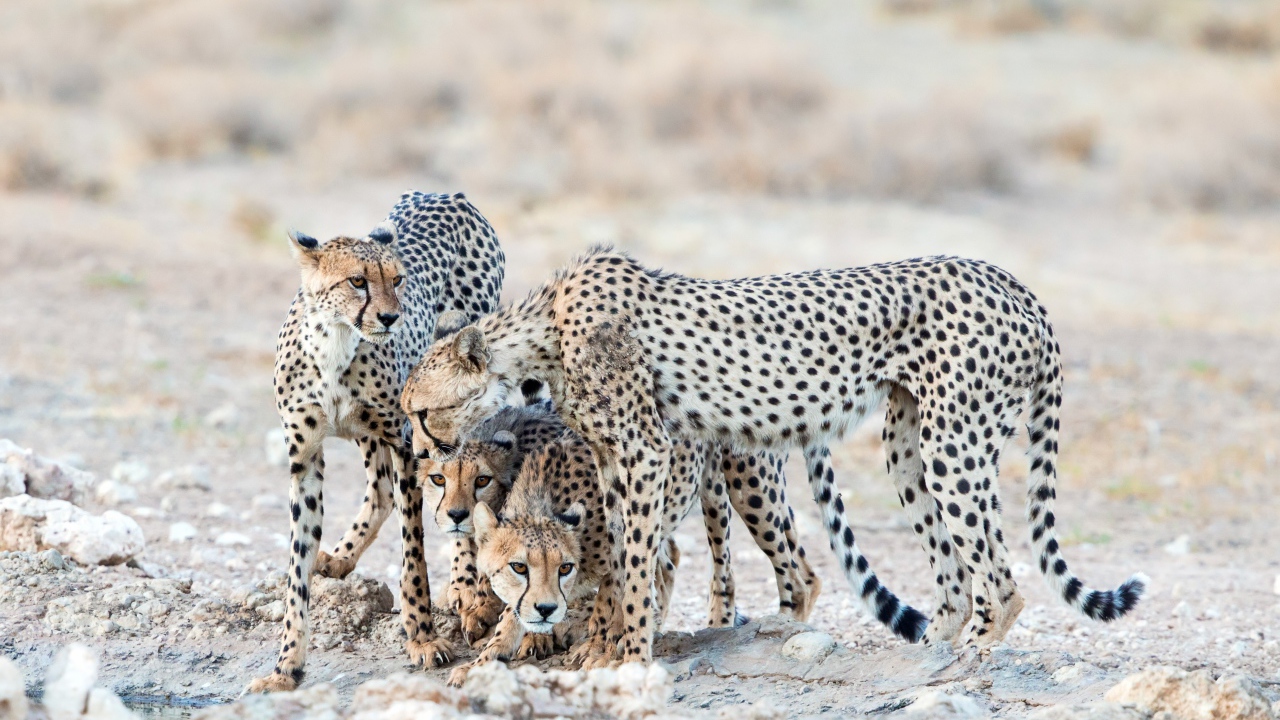 Гепарды охраняют детенышей 