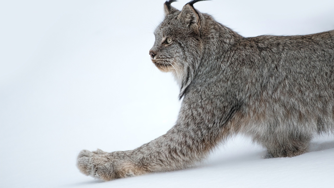 Большая хищная рысь на белом снегу