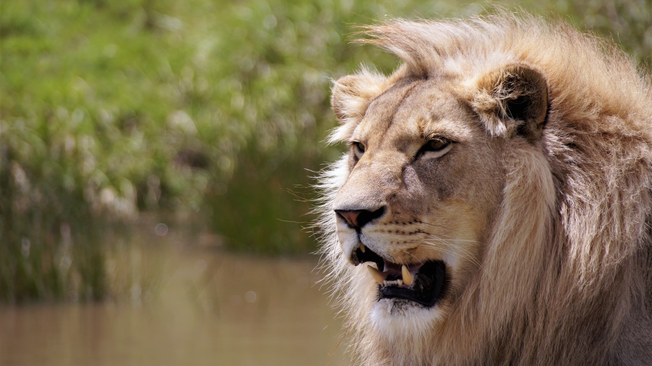 Острые клыки сурового африканского льва