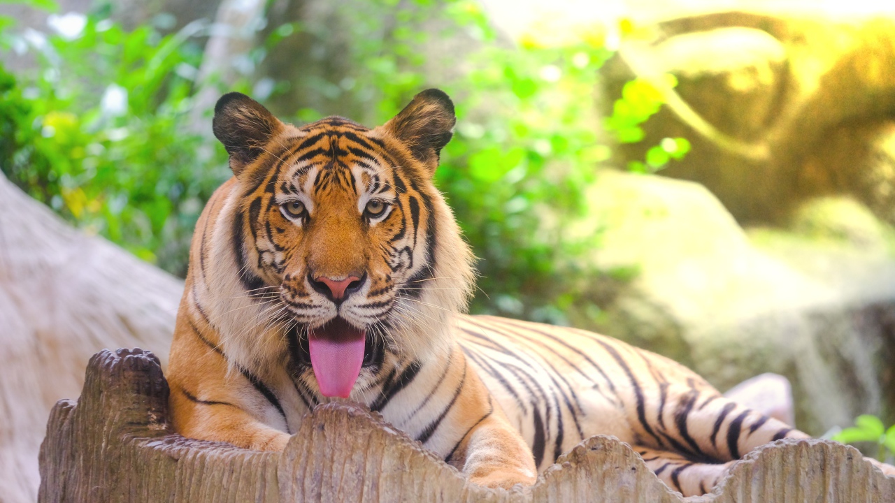 Полосатый тигр с высунутым языком лежит в зоопарке