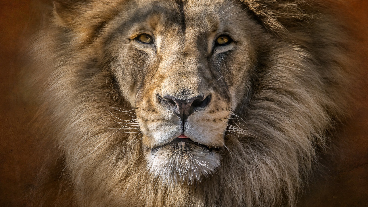 Морда большого льва с пушистой гривой 