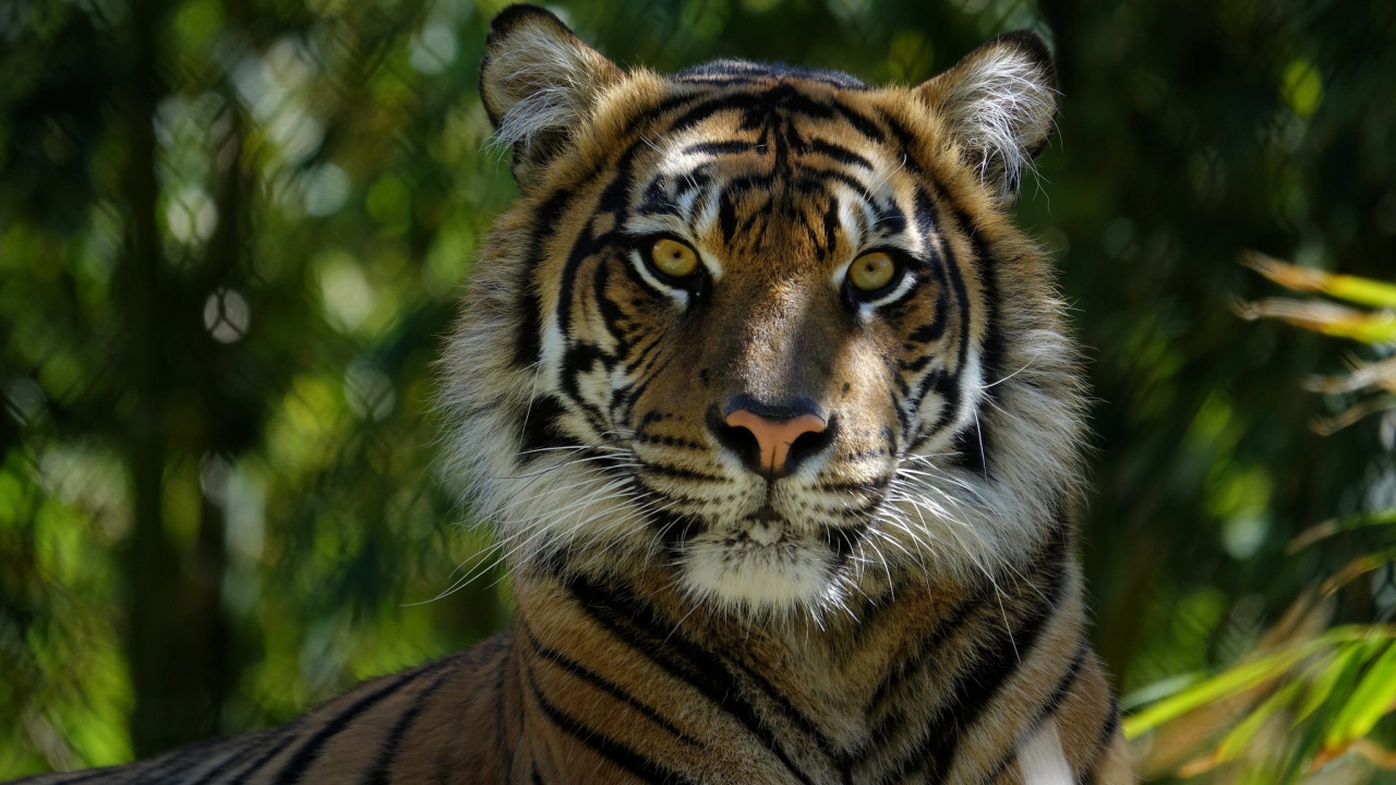 Морда большого  тигра крупным планом