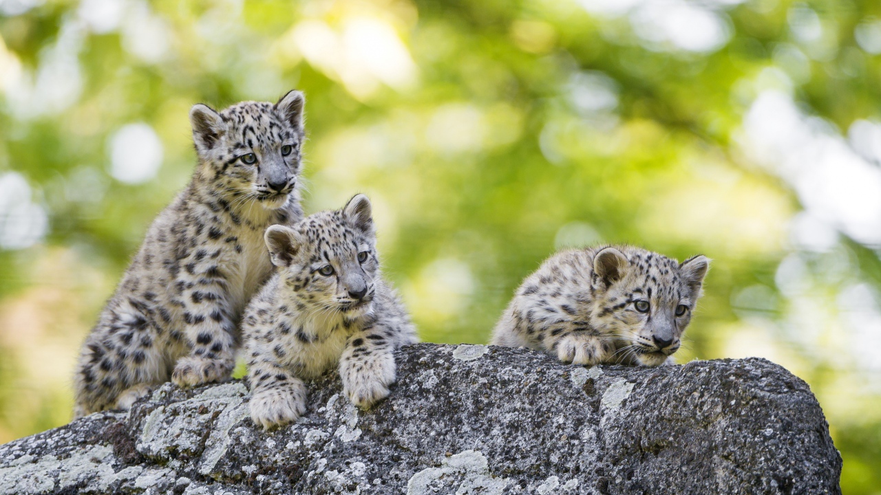Три маленьких котенка снежного барса лежат на камне