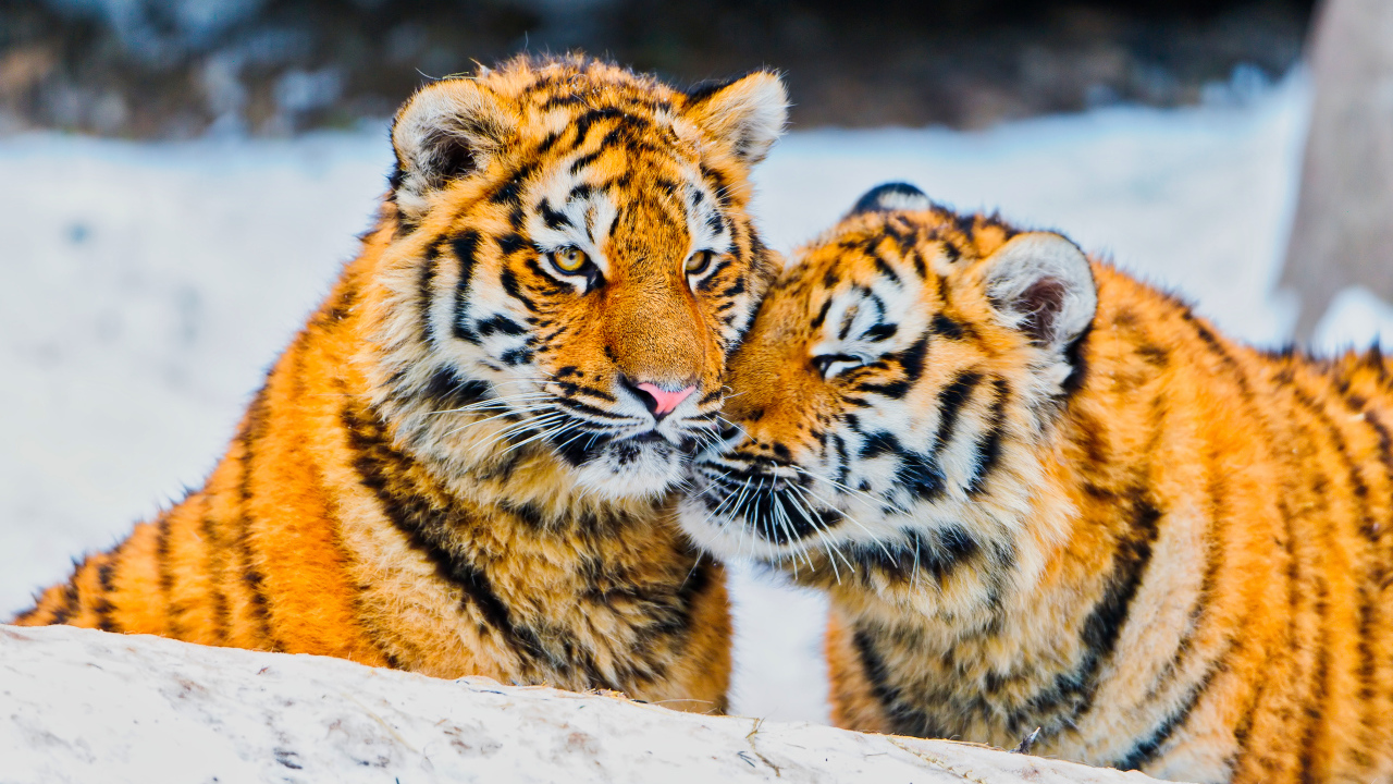 Два влюбленных тигра в заснеженном лесу