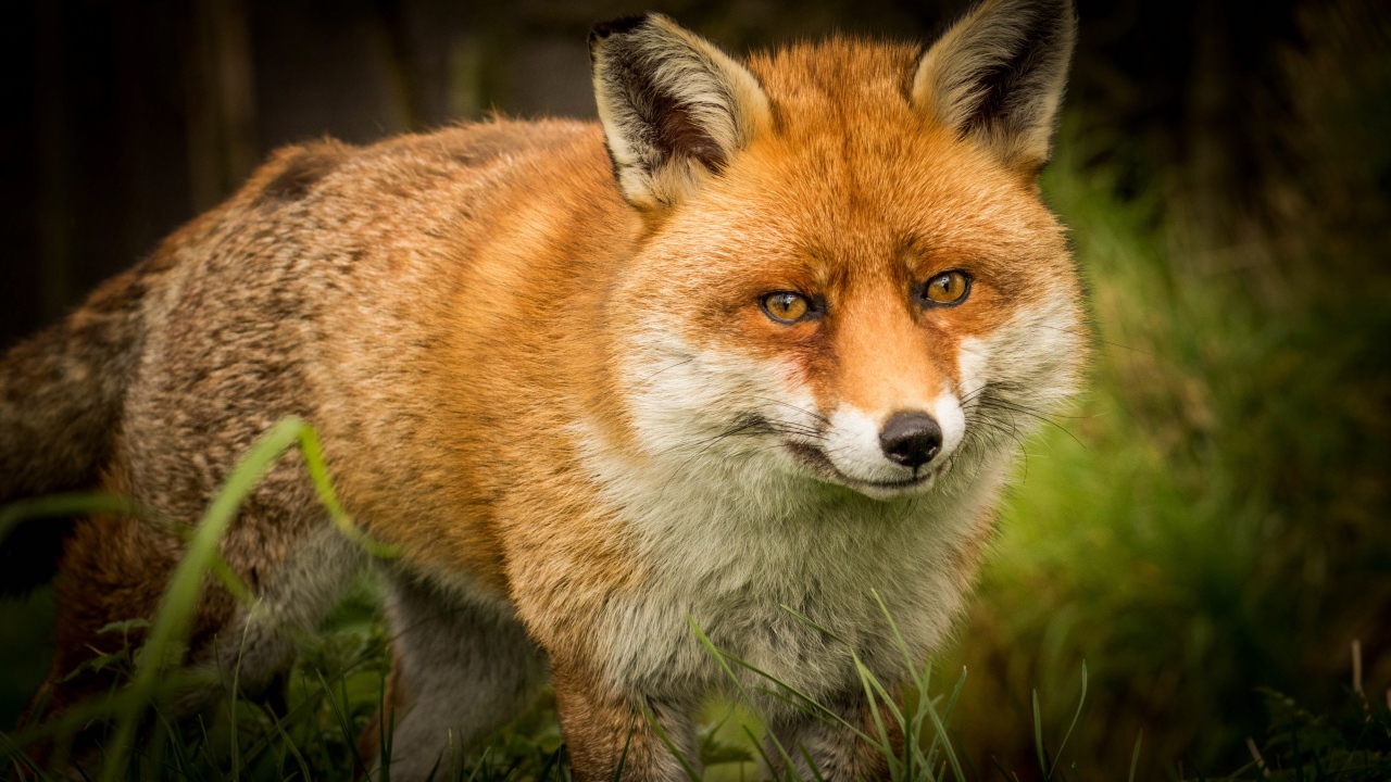 Большая хищная лиса крадется по зеленой траве