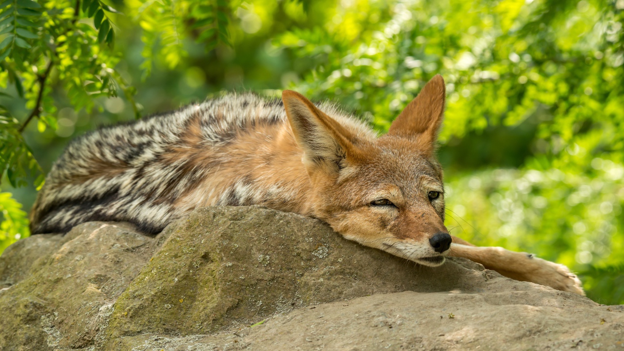 Большой койот спит на камне