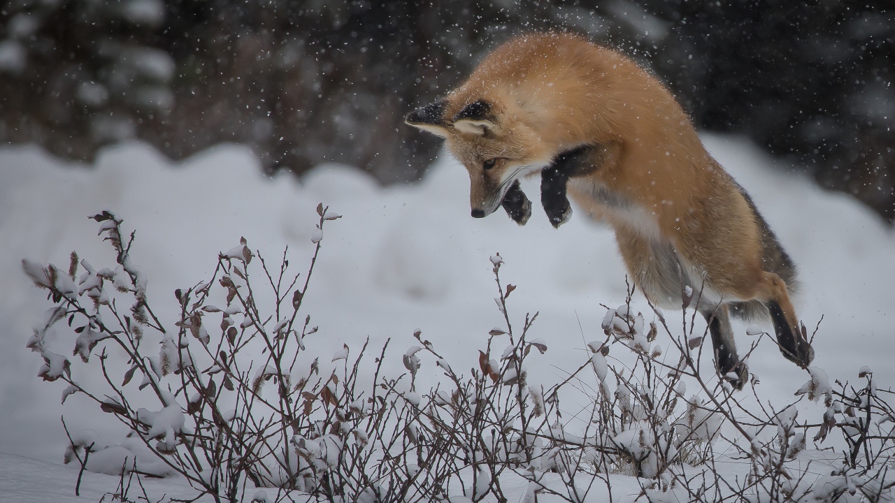 Большая пушистая рыжая лиса охотится в снегу