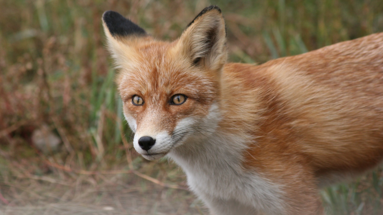 Хитрый взгляд большой рыжей лисы с черным носом