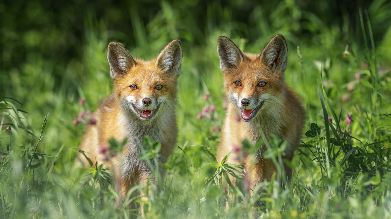 Две молодых лисы в зеленой траве