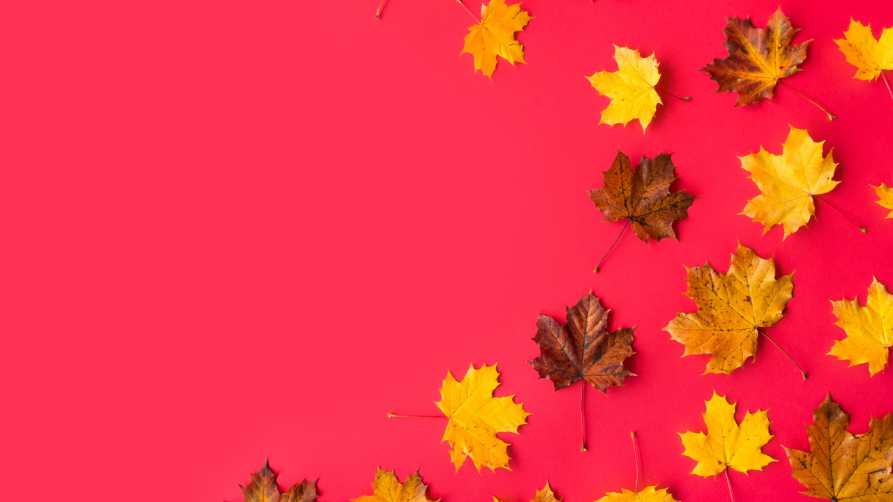 Опавшие осенние кленовые листья на красном фоне