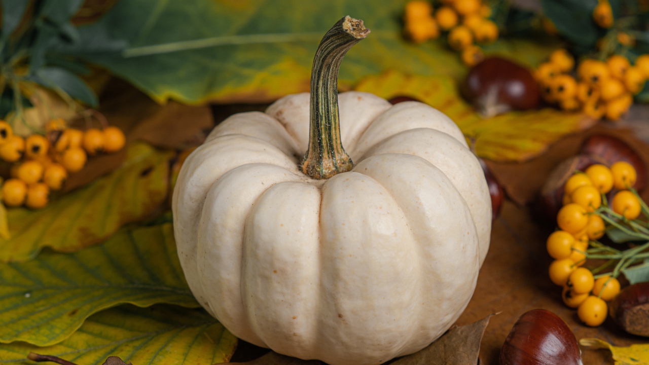 Большая белая тыква на столе с каштанами и рябиной 