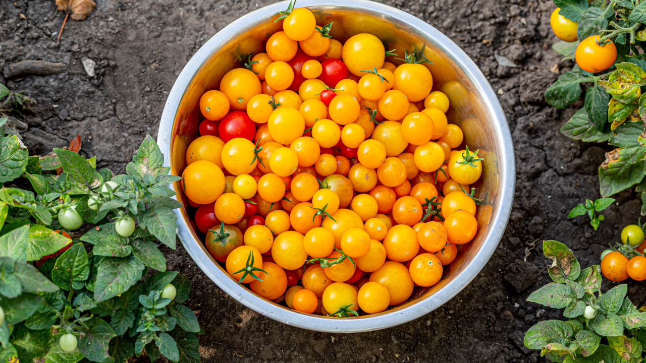 Много желтых помидоров в тазике на огороде