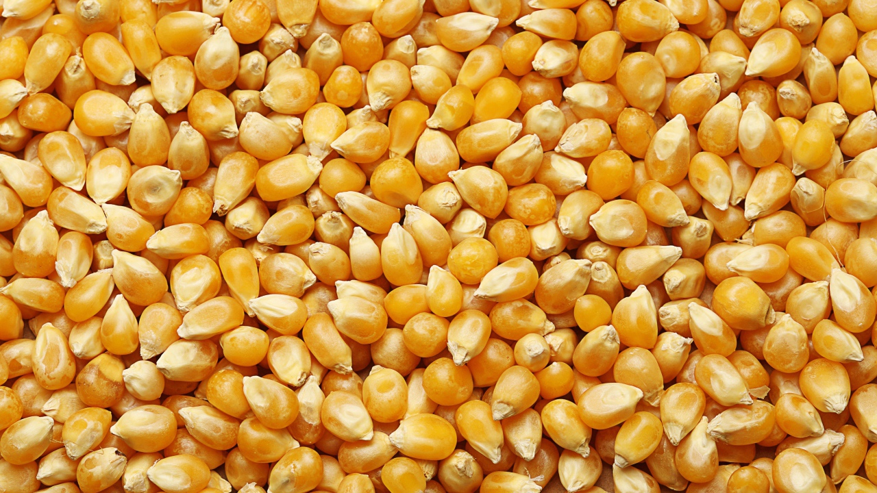 Желтые кукурузные зерна крупным планом 