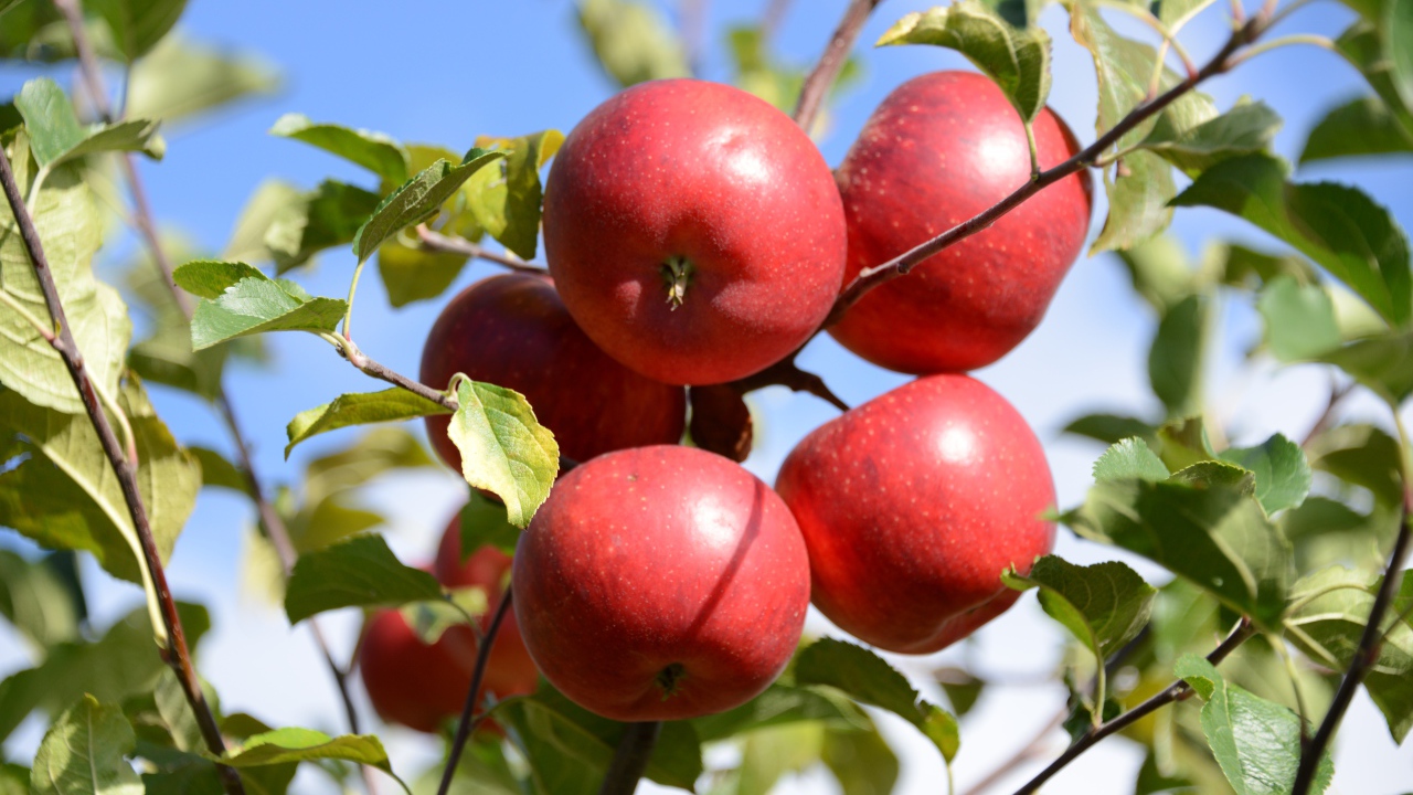 Много красных яблок в зеленых листьях 