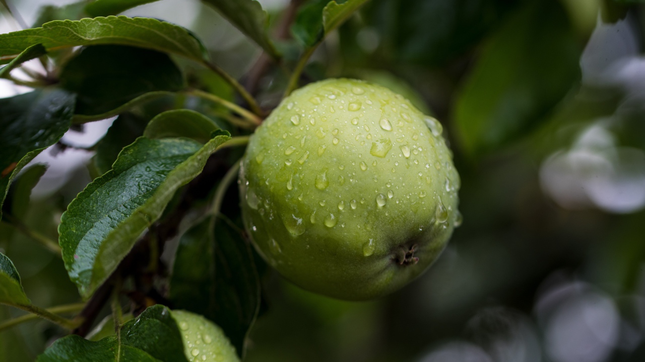 Wet green apple with leaves on the tree