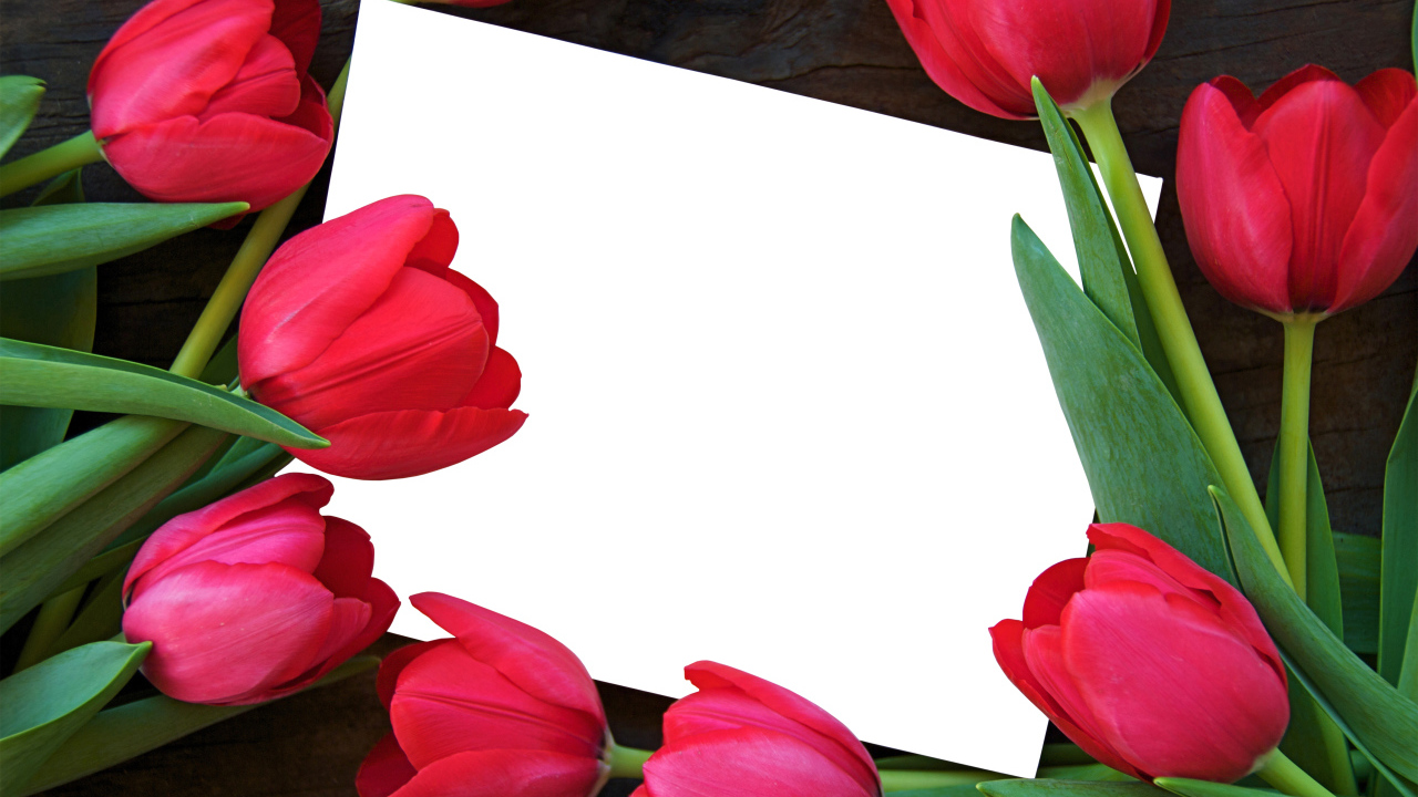 Белый лист бумаги и красные тюльпаны, шаблон поздравительной открытки