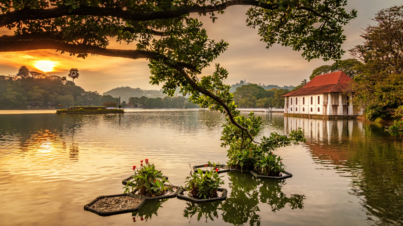 Ветка дерева опустилась в озеро на закате 
