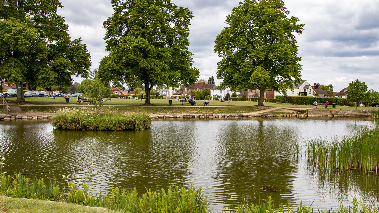 Красивый пруд и деревья в летнем парке 