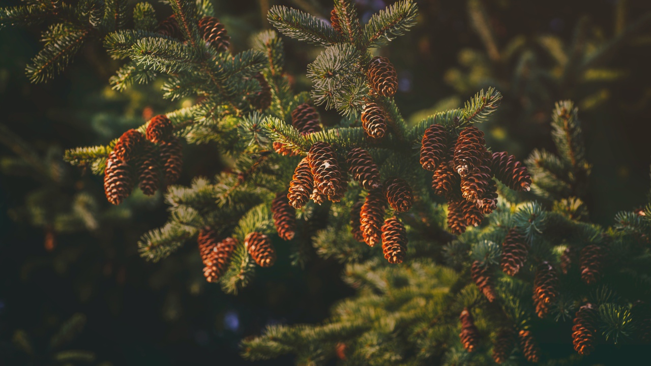 Пушистая еловая ветка с шишками