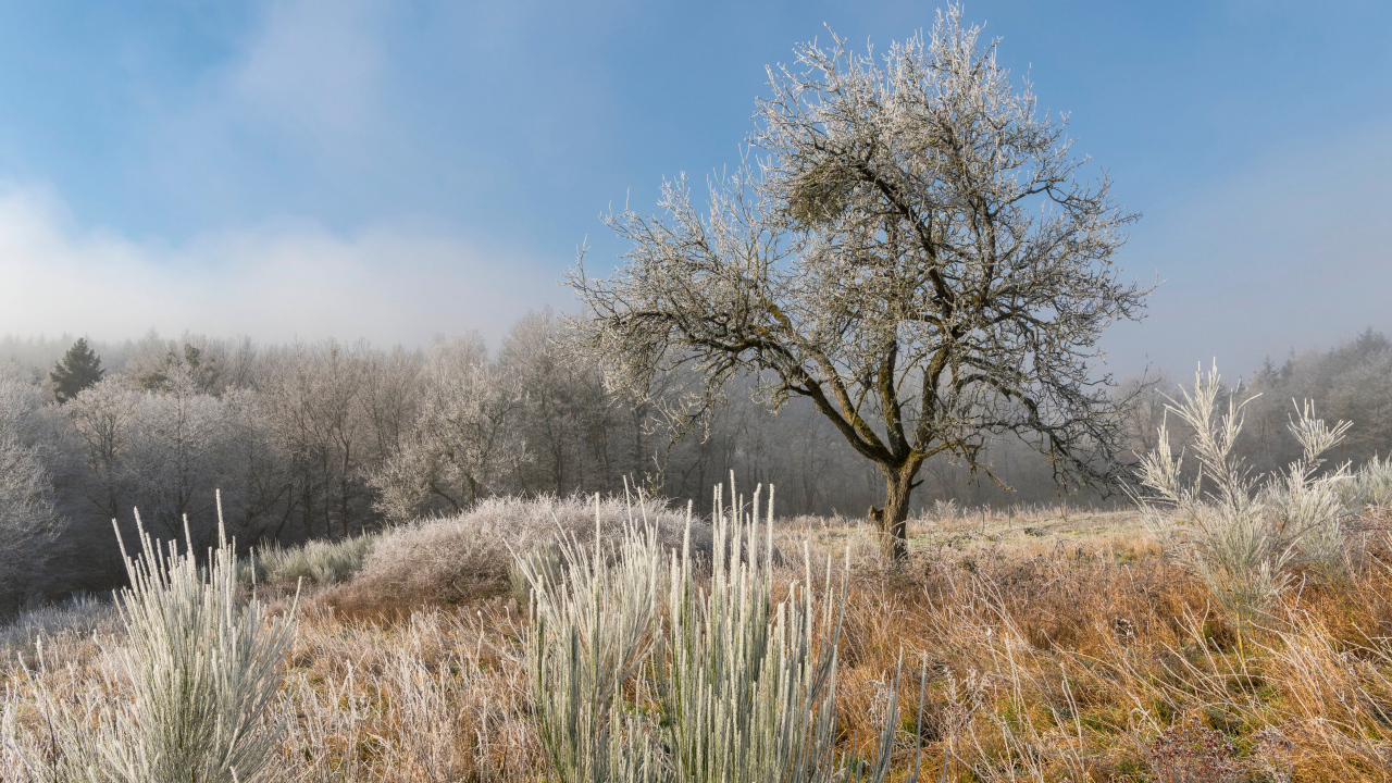 Покрытые инеем земля и деревья на рассвете 