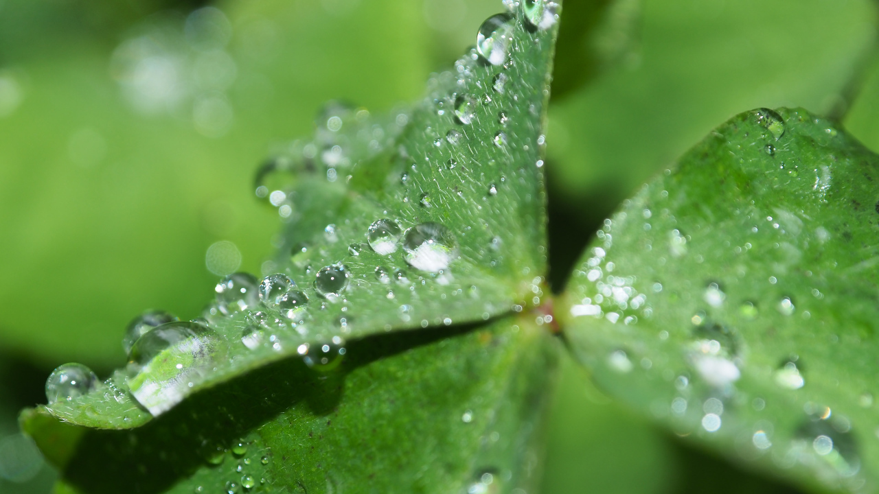 Зеленый лист клевера в каплях росы