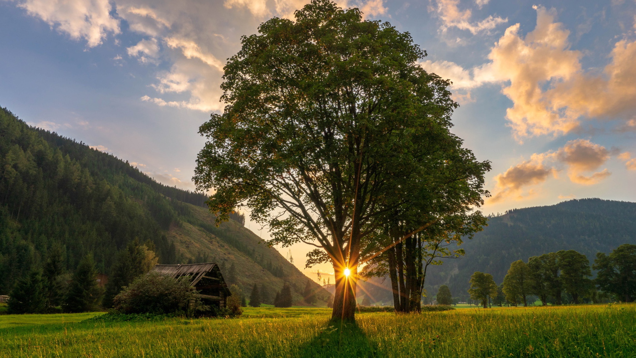 Высокое дерево с зелеными листьями в лучах солнца