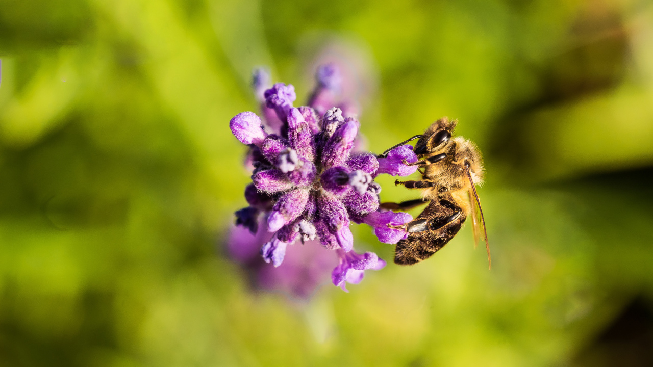 Пчела собирает нектар на фиолетовом цветке