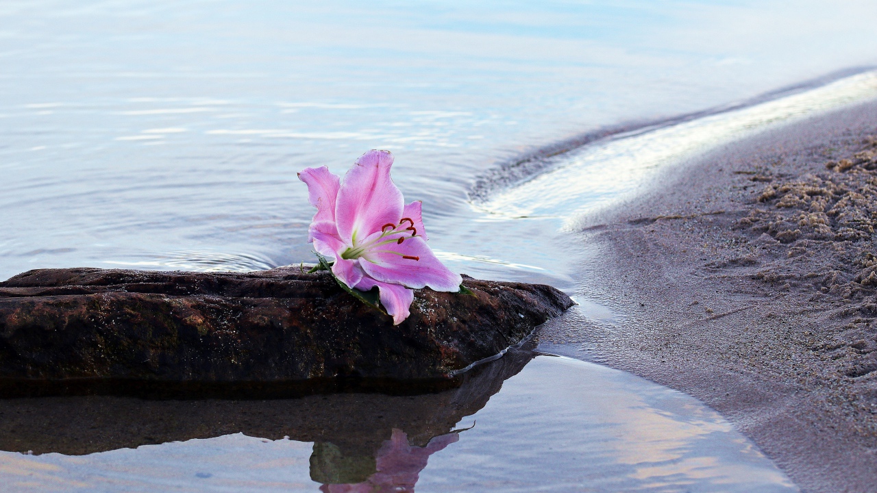 Нежный цветок лилии лежит на камне у воды