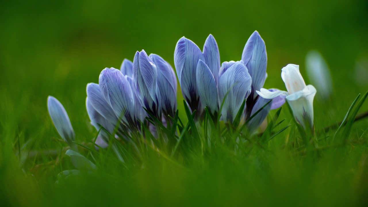 Много голубых цветов крокуса в зеленой траве 