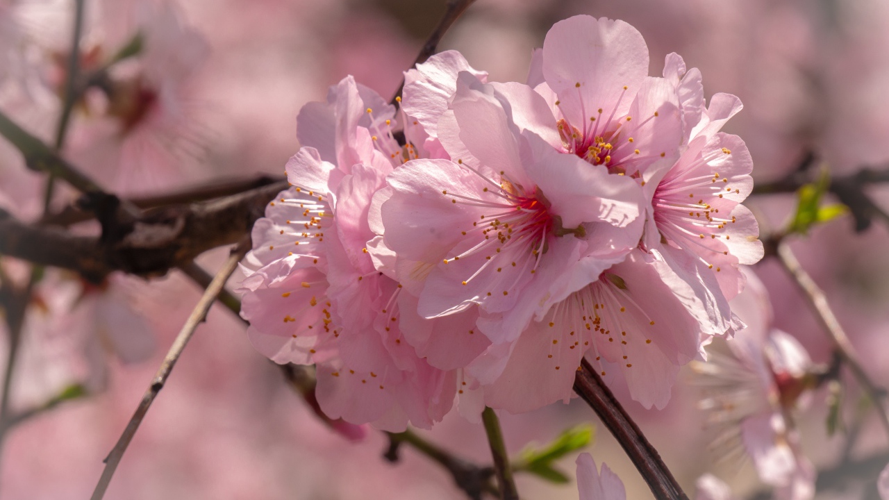 Много розовых цветов сакуры на ветке 