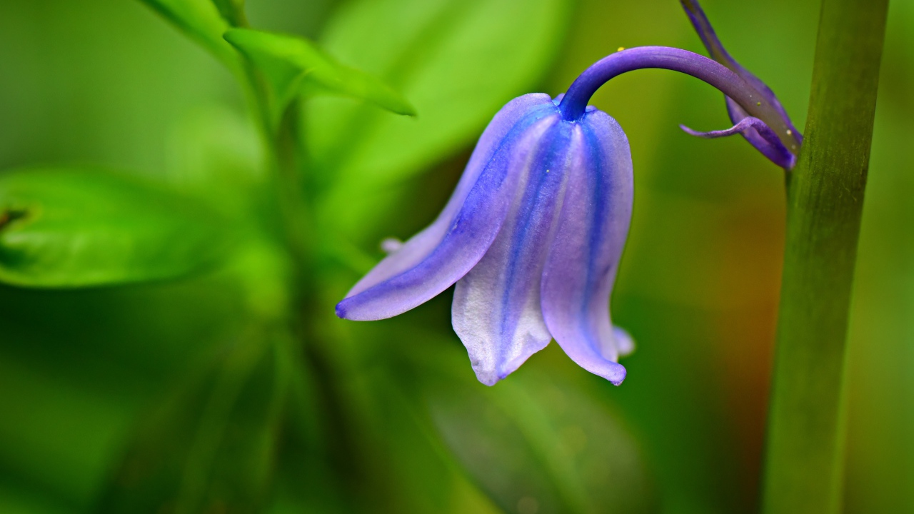 Красивый синий колокольчик крупным планом