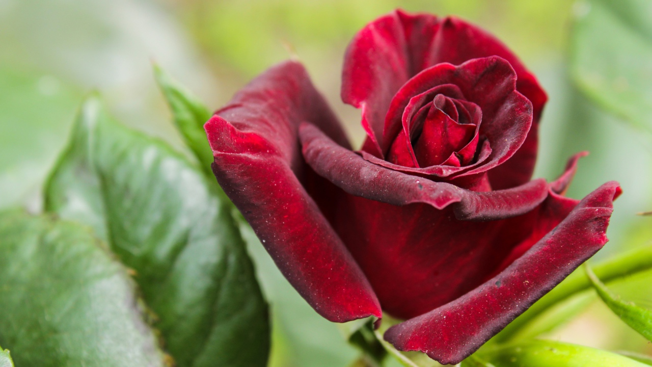 Красивая бордовая роза с зелеными листьями крупным планом