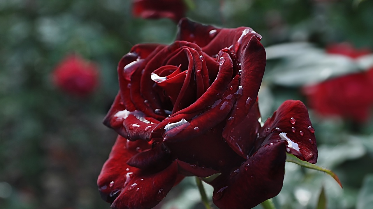 Красивые бордовые розы в каплях росы