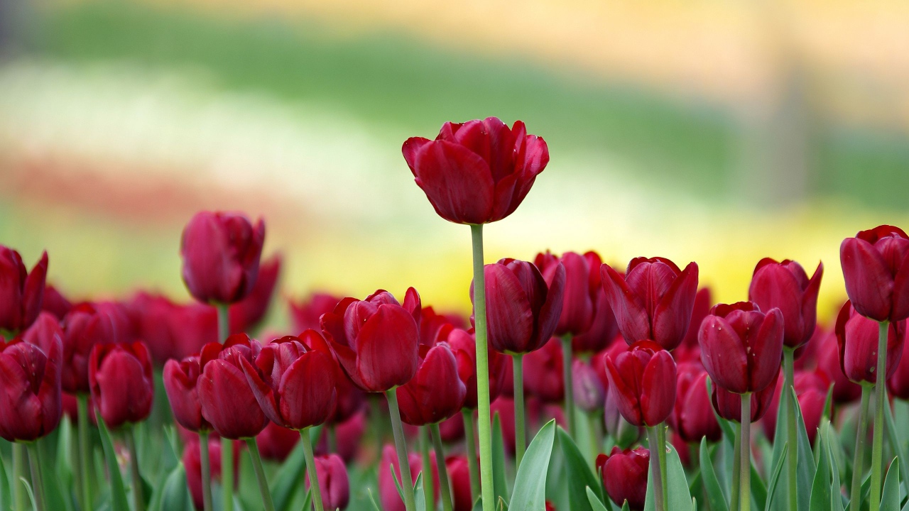 Красивые бордовые тюльпаны на клумбе 